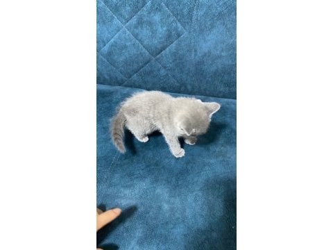 Dünyalar tatlısı british shorthair yavrularımız