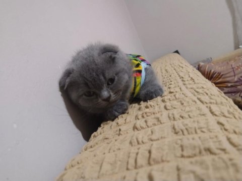 2 aylık scottish fold kedimiz sahiplendirilecek
