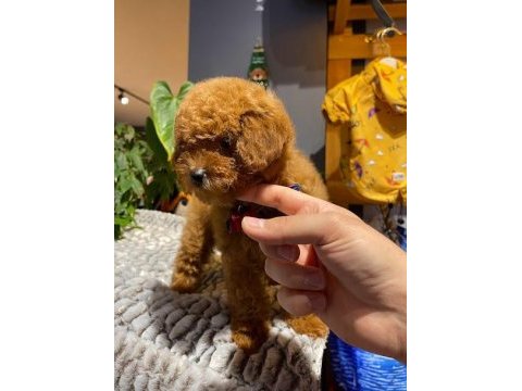 Red brown - dark red- kızıl korean toy poodle