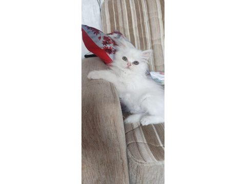 İran cinsi dişi yavru