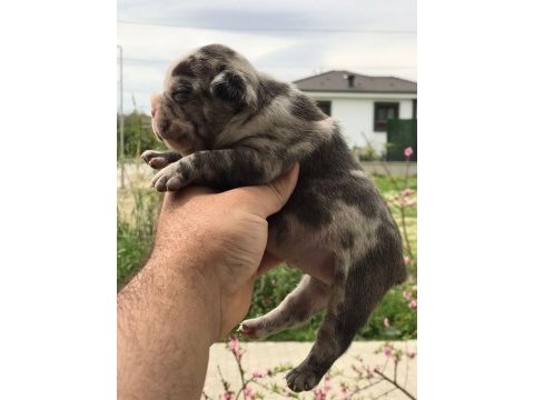 Blue lilac merly erkek ve dişi french bulldog yavrular
