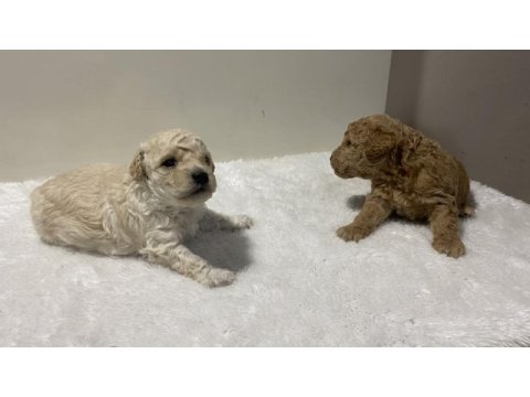 Beyaz renk erkek tam toy poodle yavru