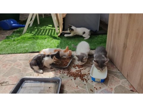 Van kedisi kırması gözleri yeşil mavi anne ve yavrular