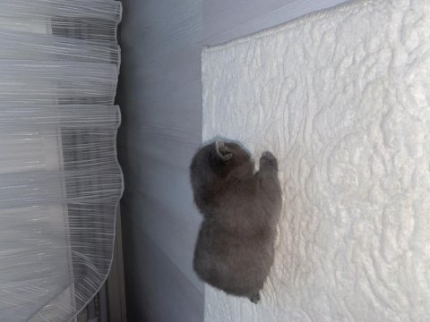 Üç yavru bebek iki erkek ve bir dişi british shorthair