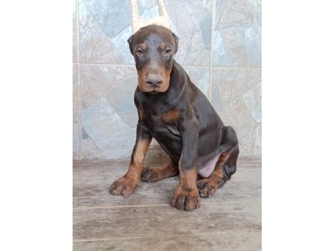 A scr üst düzey doberman