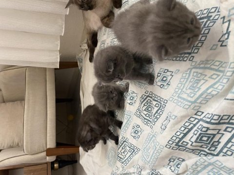 Scottish longhair yavru kedimiz