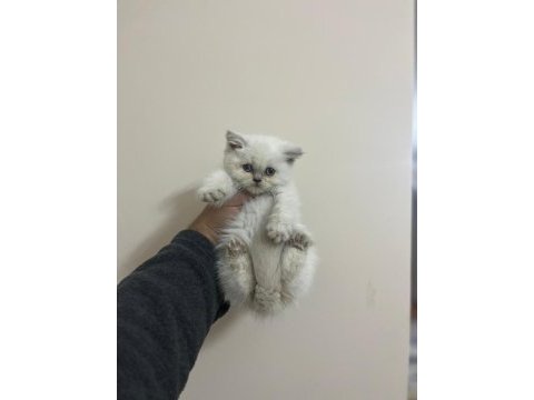Teslime hazır a kalite bebek british shorthair