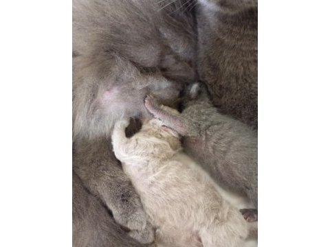 Scottish fold anne ve 2 yavrusu komple
