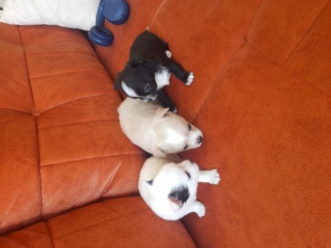 Sahiplendirme chihuahua