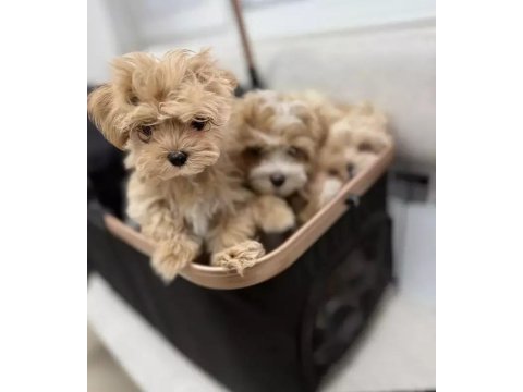 Ev üretimi maltipoo bebeklerimiz