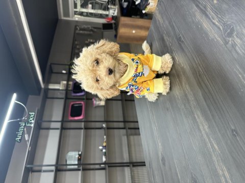 Harika teacup maltipoo yavrularım