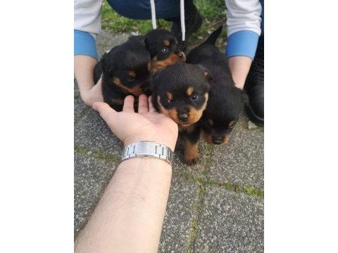Sağlam kan hatlı rottweiler yavrular