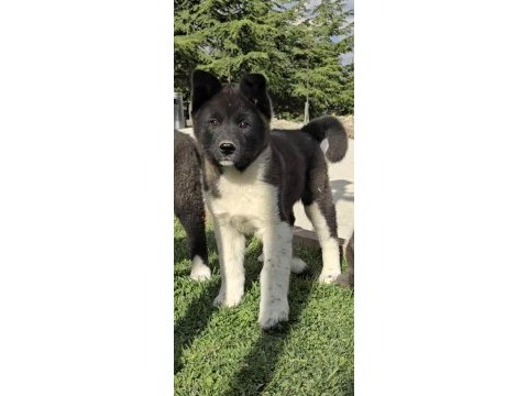 Safkan amerikan akita yavrular