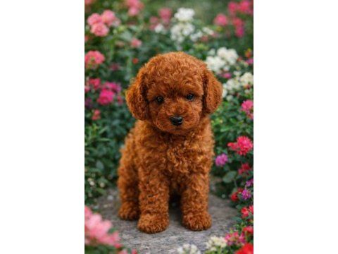 45 günlük poodle kuru mama yiyorlar