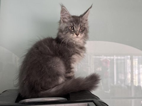 Show kalite maine coon yavrularımızı canlı görün