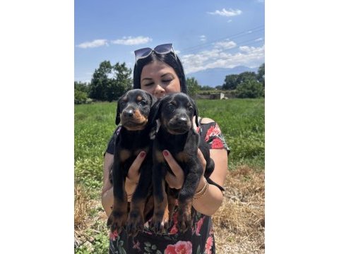 Şecereli king doberman yavrularım