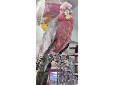 Yasal belgeli full evcil gül kakadu