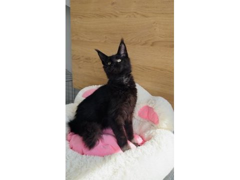 Özel sevenlere özel xxl maine coon 