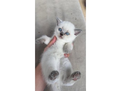 Yavru kedilerimizi sahiplendiriyoruz