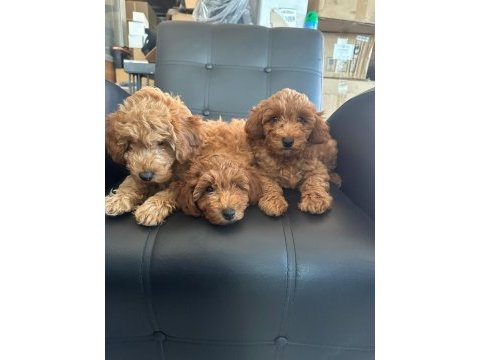 2 aylık toy poodle yavrularımız