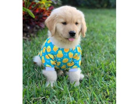 Ruhsatlı köpek çiftliğinden golden retriever yavrular