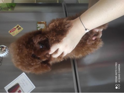 Kızıl kore erkek poodle