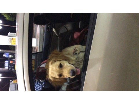 Ücretsiz golden retriever