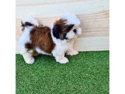 Irk garantili shih tzu yavruları