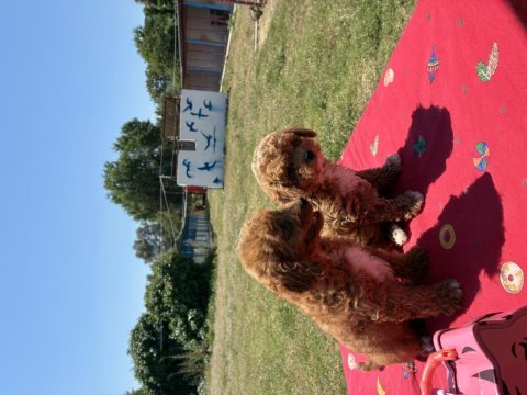 Minyatür poodle köpekler