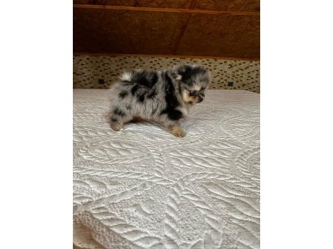 A kalite yurtdışı standartlarında pomeranian boo yavrular