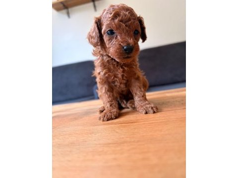 Teacup toy poodle yavrular kg garantili