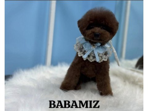 10 güne teslim kore anne babadan safkan kore poodle bebekler