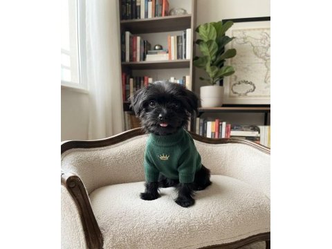 Teacup morkie black