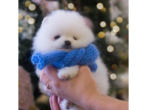 Pomeranian boo teddy bear ayıcık surat yavrularımız