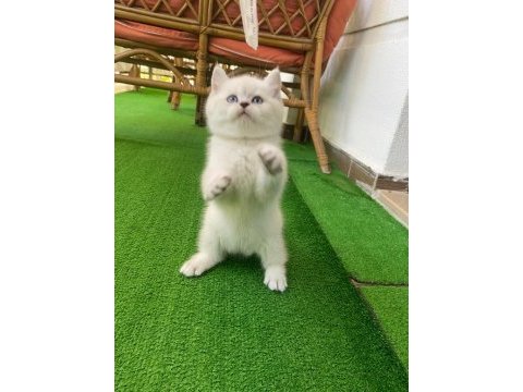 1.5 aylık iri cüsseli erkek british shorthair kedimiz