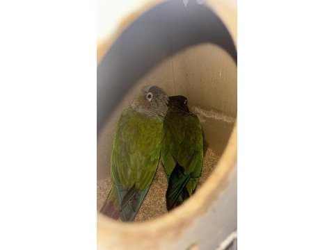 Çift ve sağlıklı ve eğitimli konur papağanı