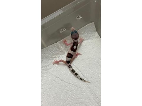 Morph garentili leopard gecko