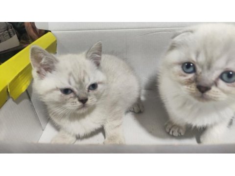 Kar topu scottish fold yavruları