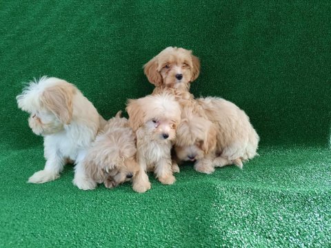 Maltıpoo yavrularımız