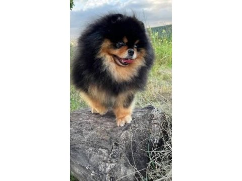 Micro black tan pomeranian