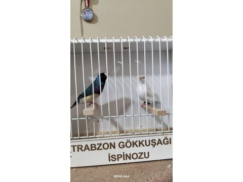 Gökkuşağı ispinozu (gouldian finch)