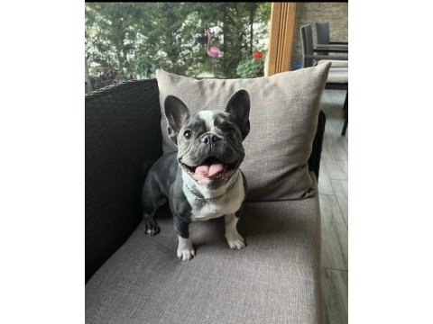 1 yaşında dişi french bulldog