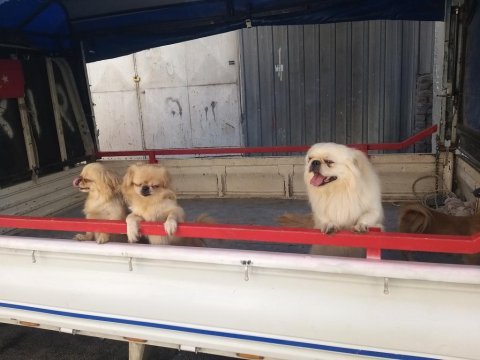 Pekinez yavruları