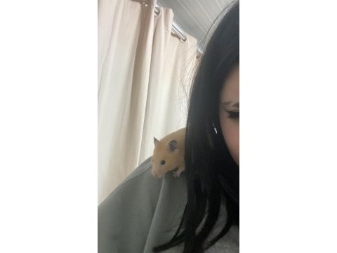 Hamster ve eşyaları