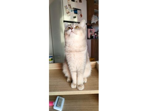 British longhair ve scottish straight kedilerim