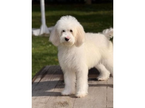 Petmode köpek çiftliğinden xl poodle yavrular