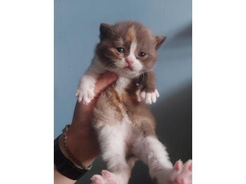 Dişi chocolate calico british shorthair