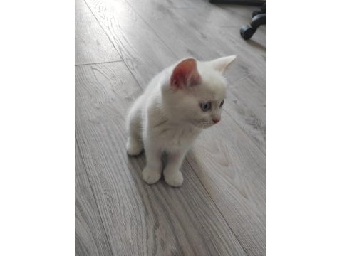 Dişi british longhair beyaz kedimiz