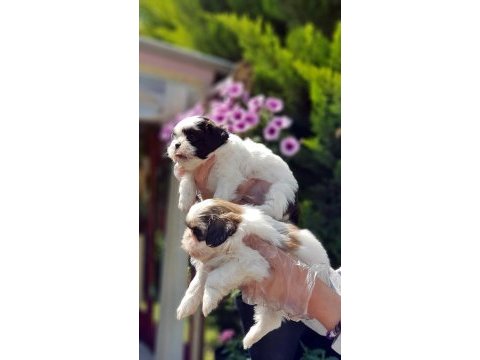 Shih tzu yavrusu