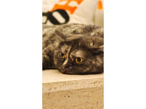 Kedimiz dişi 2 yaşında aşıları yapılmış